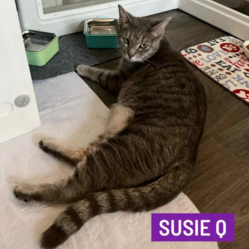 Susie Q