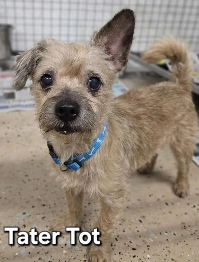 Tator Tot