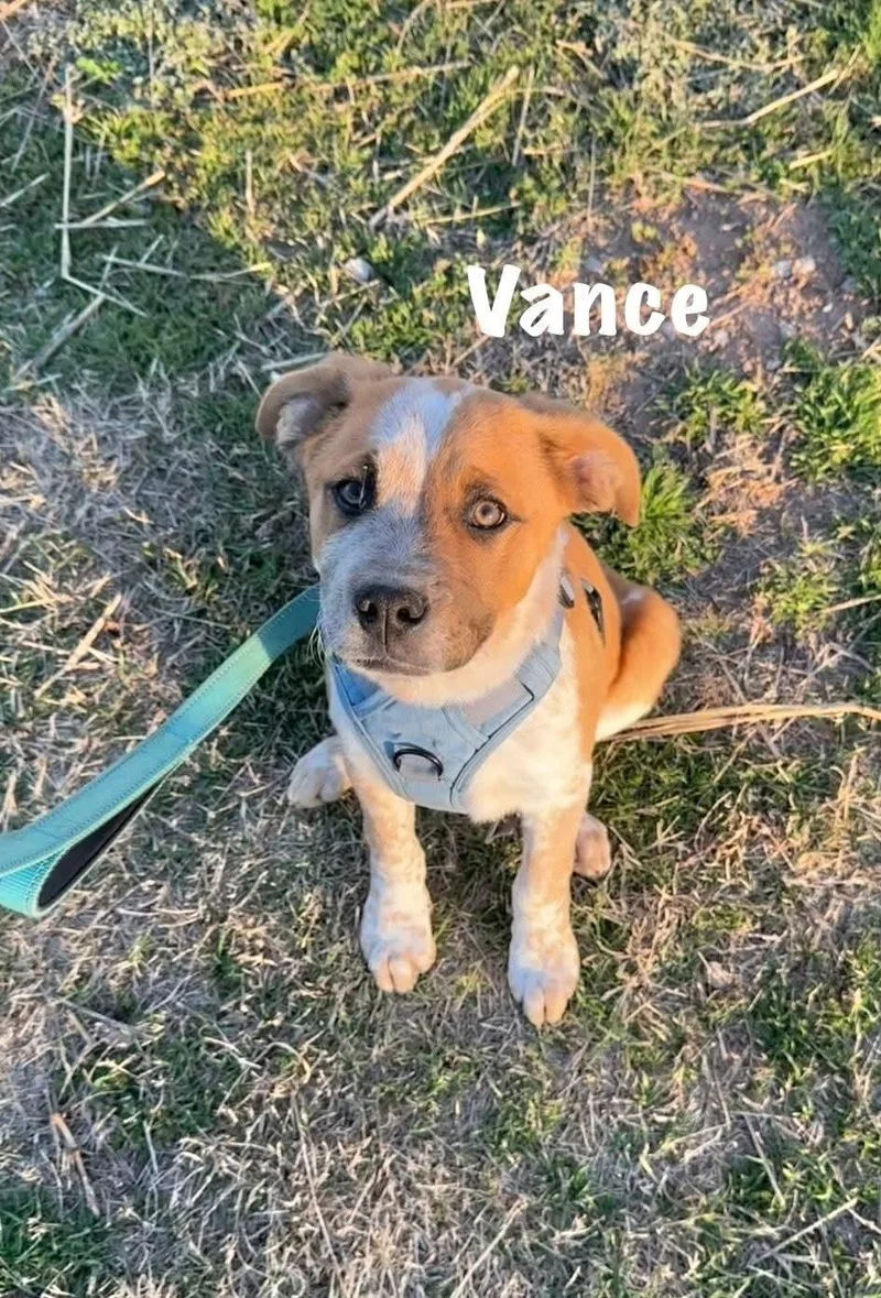 Vance