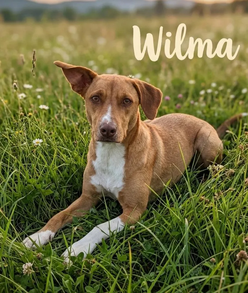 Wilma
