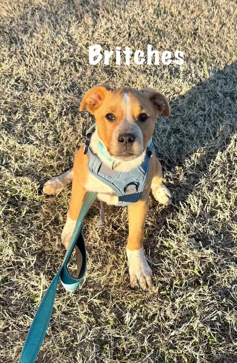 Britches thumbnail 3