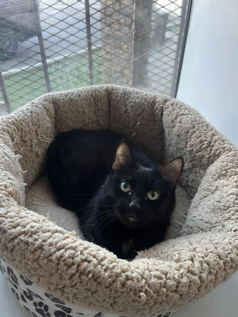 A young small-sized female Black Domestic Short Hair cat named Licorice for adoption in Phoenix, AZ