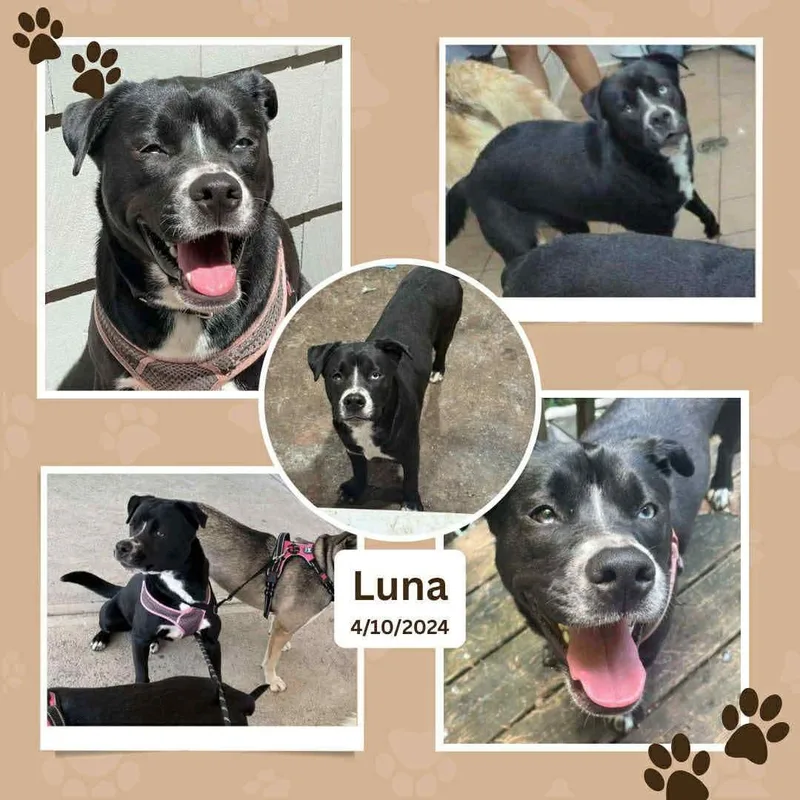 Luna Loyal Lover