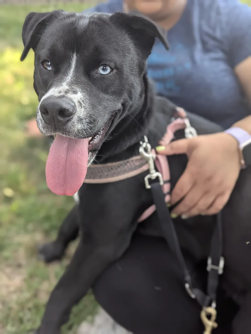 Luna Loyal Lover thumbnail 2