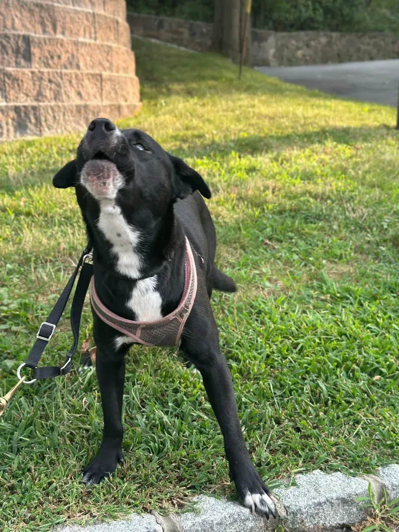 Luna Loyal Lover thumbnail 3