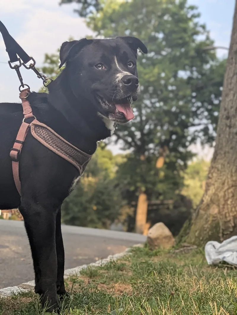 Luna Loyal Lover thumbnail 4