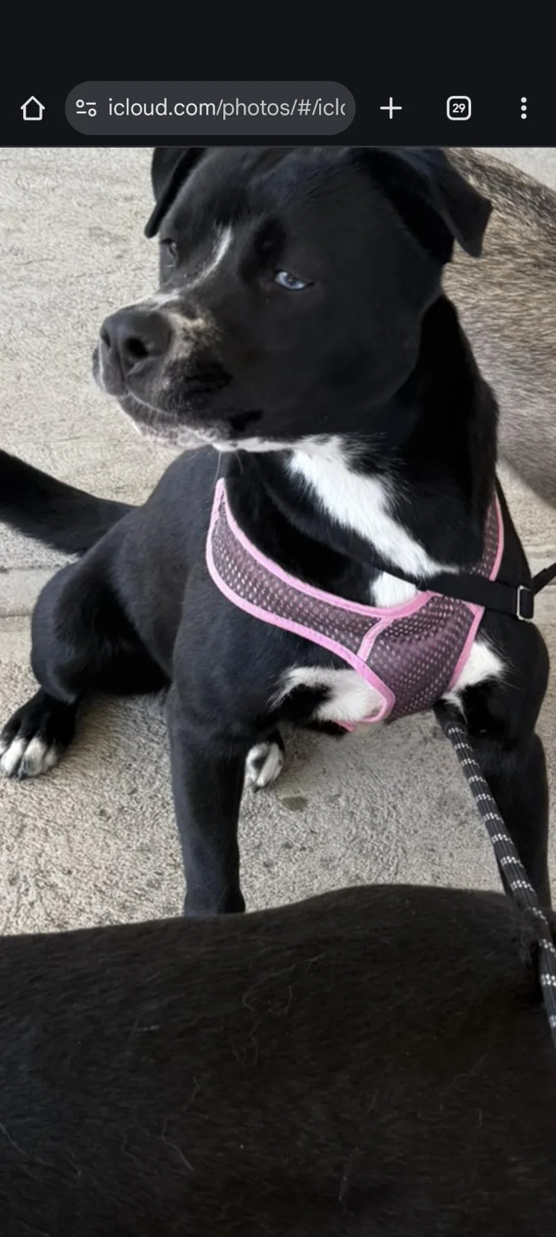 Luna Loyal Lover thumbnail 5