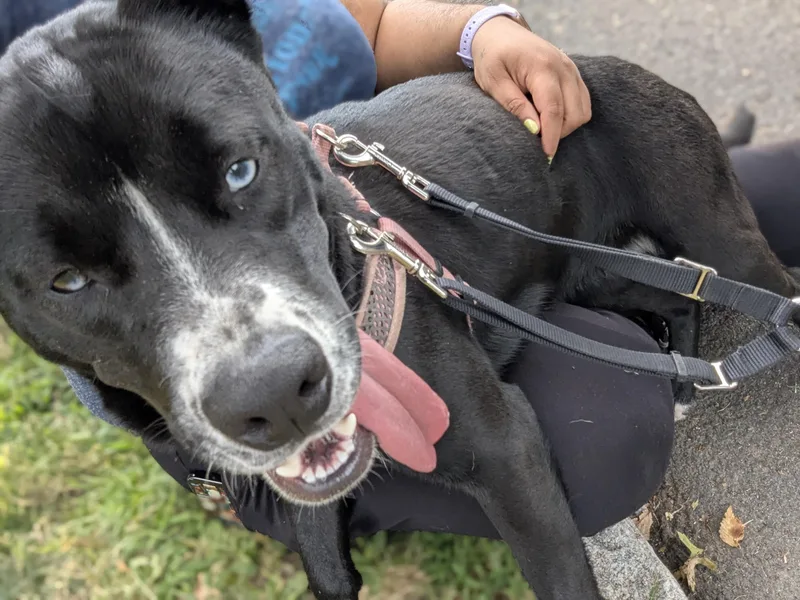 Luna Loyal Lover thumbnail 6