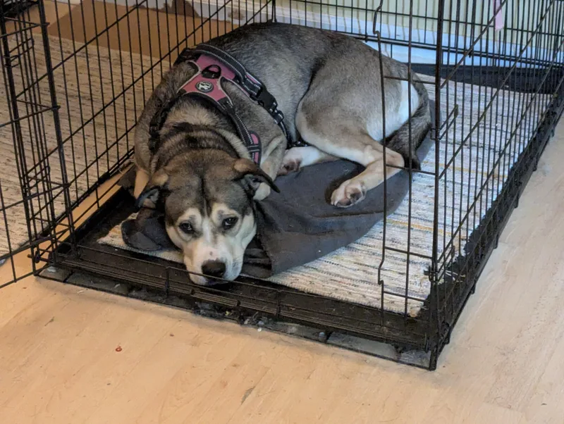 Nala Mushy Genius thumbnail 4