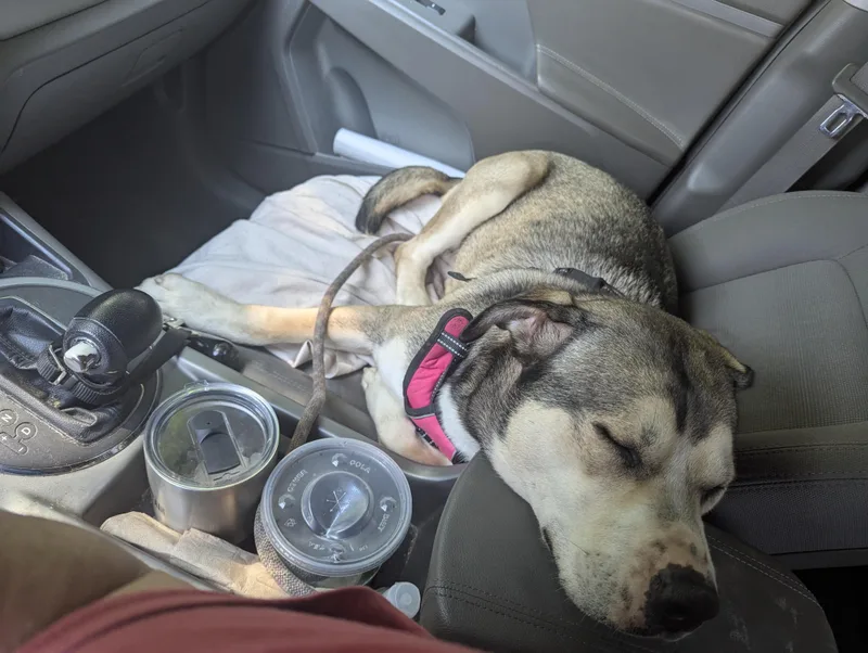 Nala Mushy Genius thumbnail 6