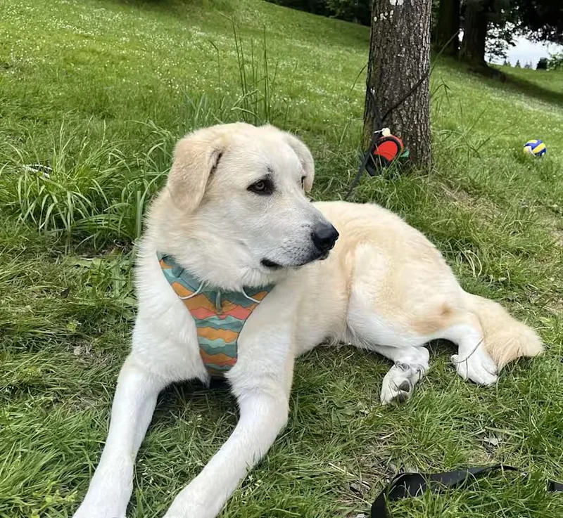 Mr Banks thumbnail 3