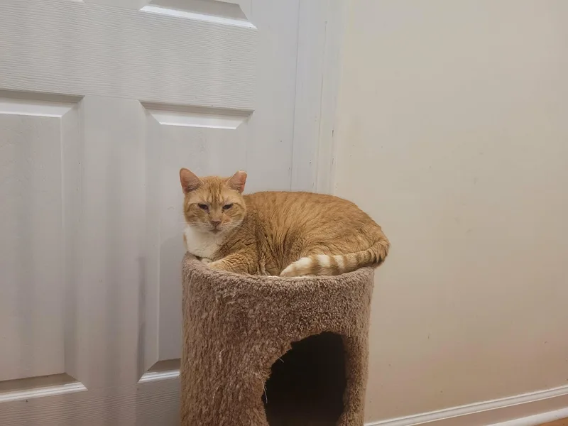 Snickers thumbnail 2