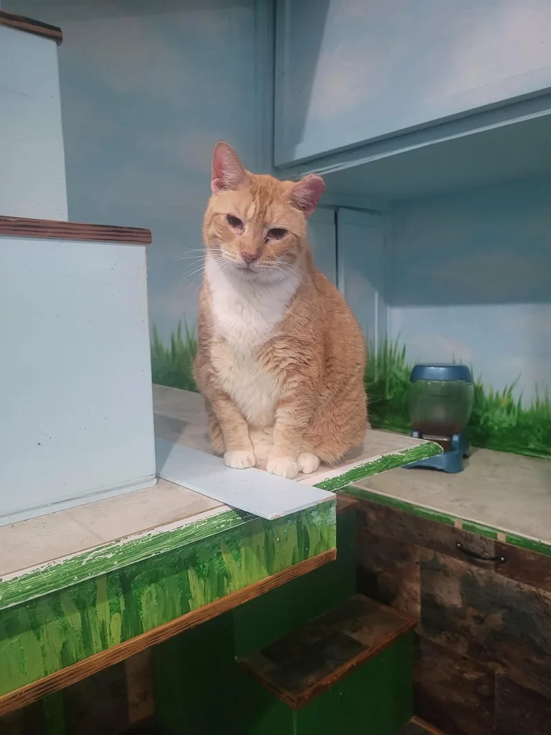 Snickers thumbnail 3