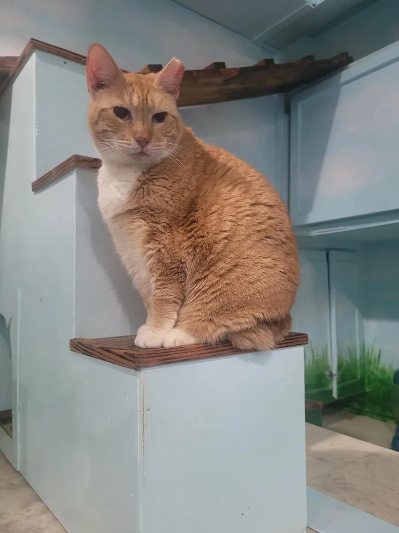 Snickers thumbnail 4