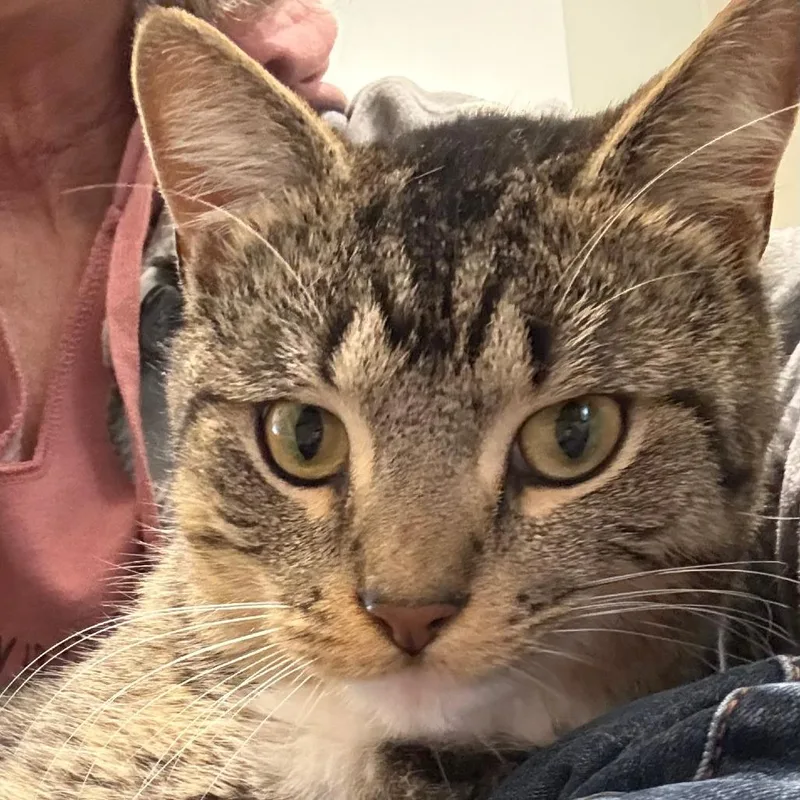 Sweet Potato Biscuits