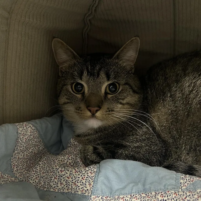 Sweet Potato Biscuits thumbnail 2