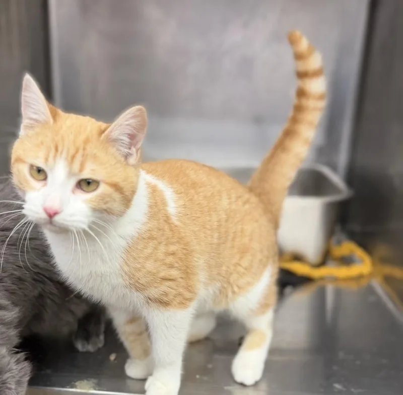 Tater Tot thumbnail 2