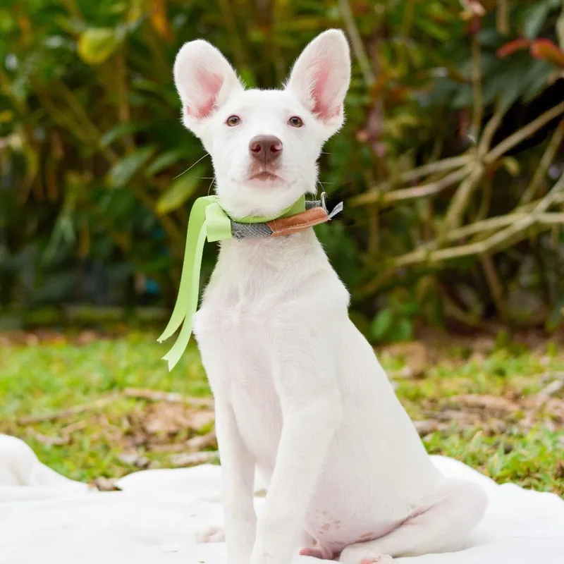 Pistachio thumbnail 2