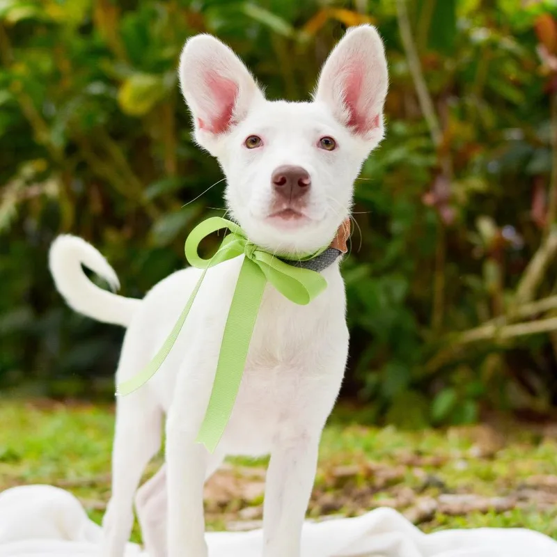 Pistachio thumbnail 3