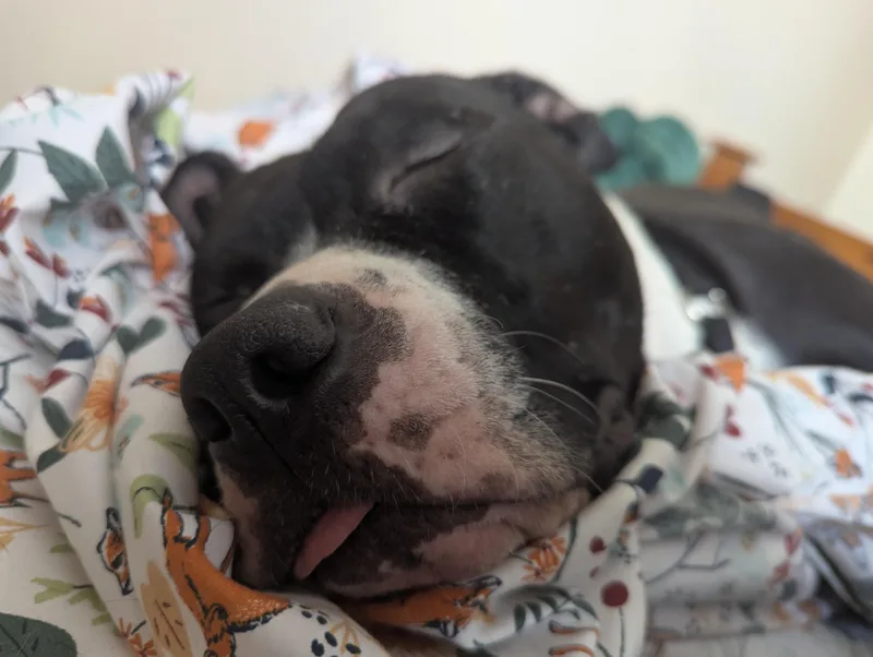 Oreo Energetic Cuddlebug thumbnail 2