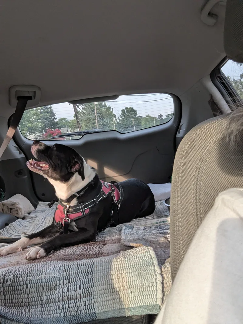 Oreo Energetic Cuddlebug thumbnail 3