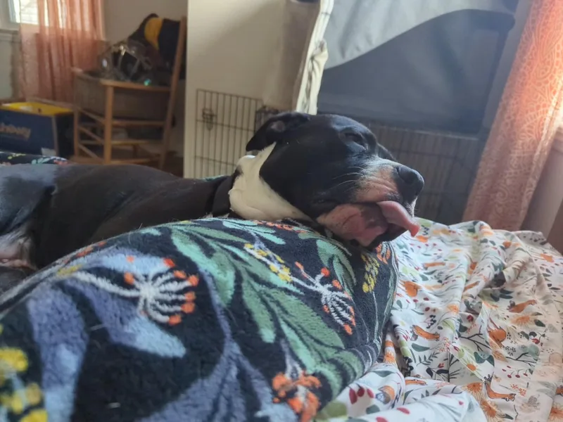 Oreo Energetic Cuddlebug thumbnail 4