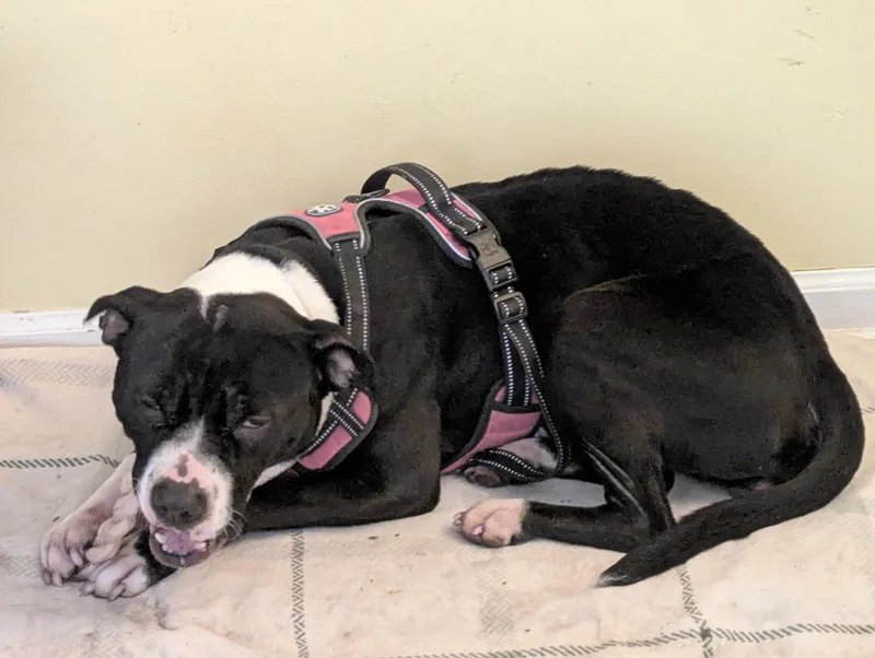 Oreo Energetic Cuddlebug thumbnail 5