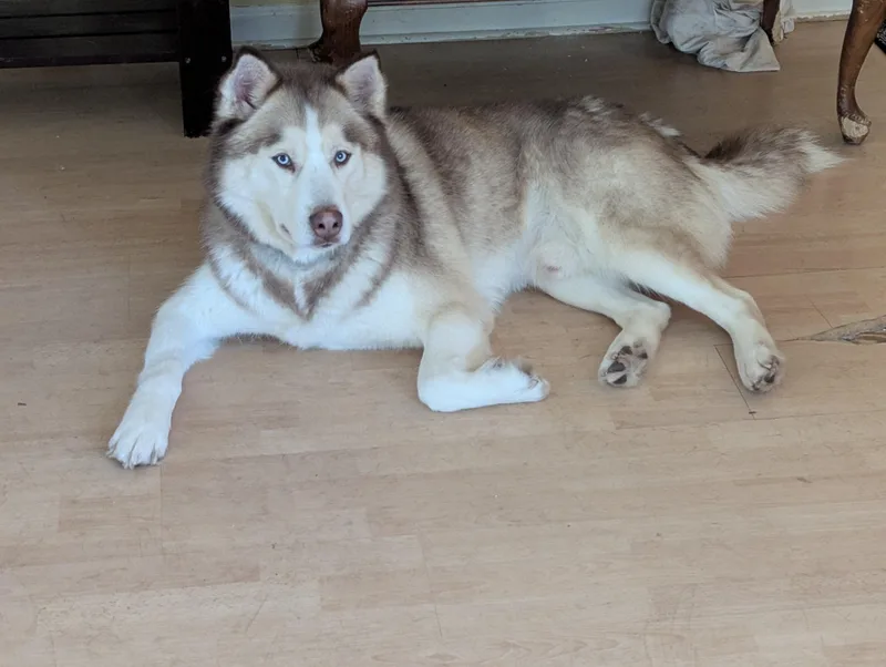 Zack Zen Master thumbnail 3