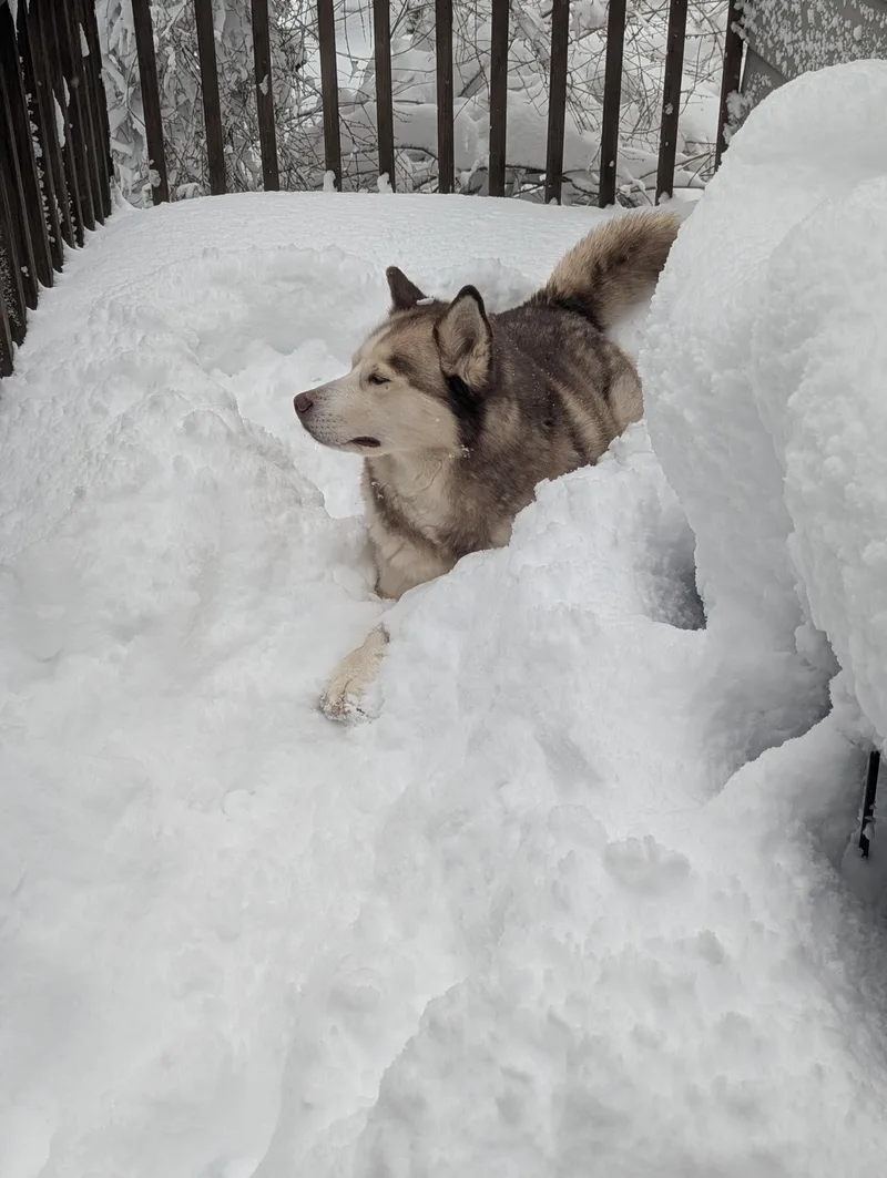 Zack Zen Master thumbnail 4