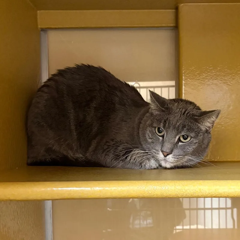 Briar Rose thumbnail 2