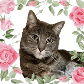 Briar Rose thumbnail 3