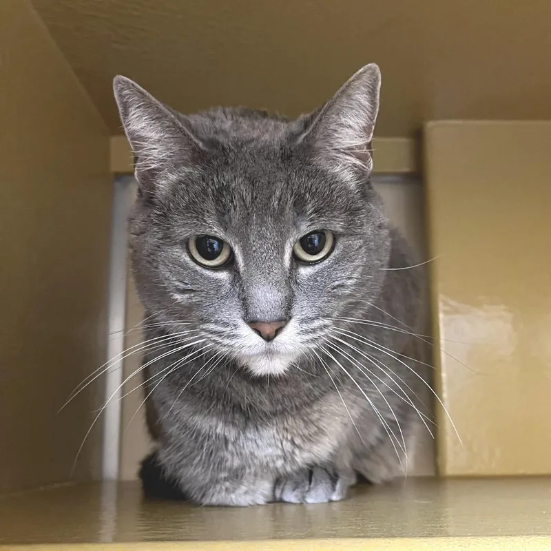 Briar Rose thumbnail 4