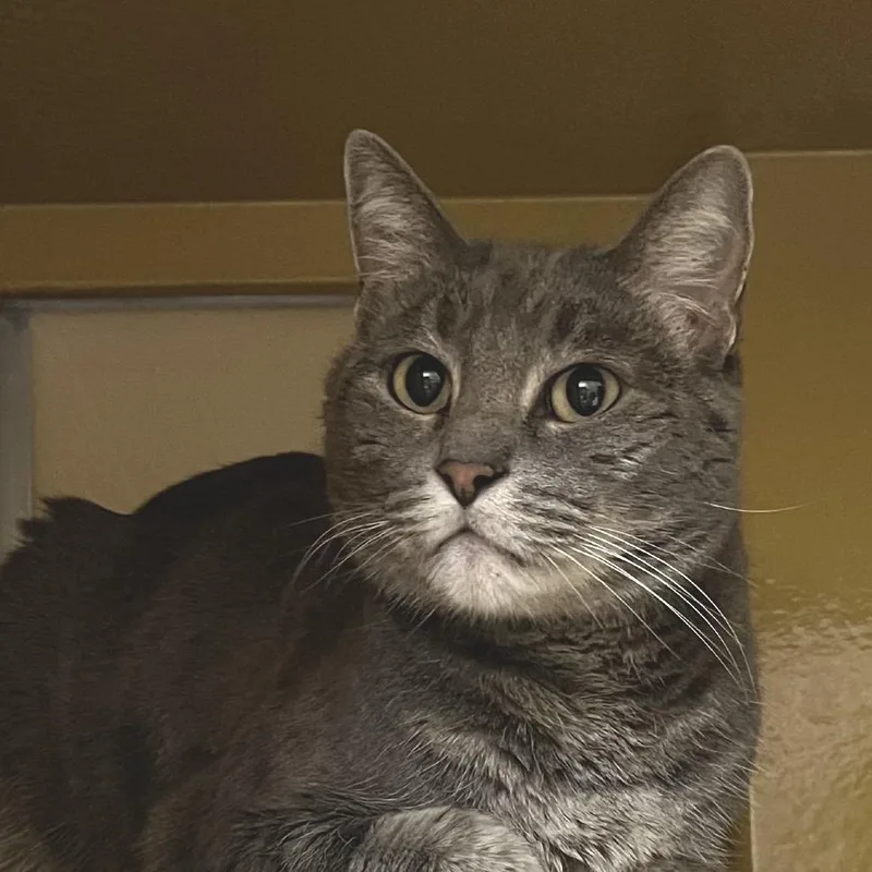 Briar Rose thumbnail 6