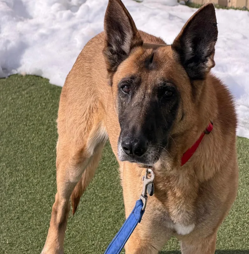 Dixie Mill thumbnail 2