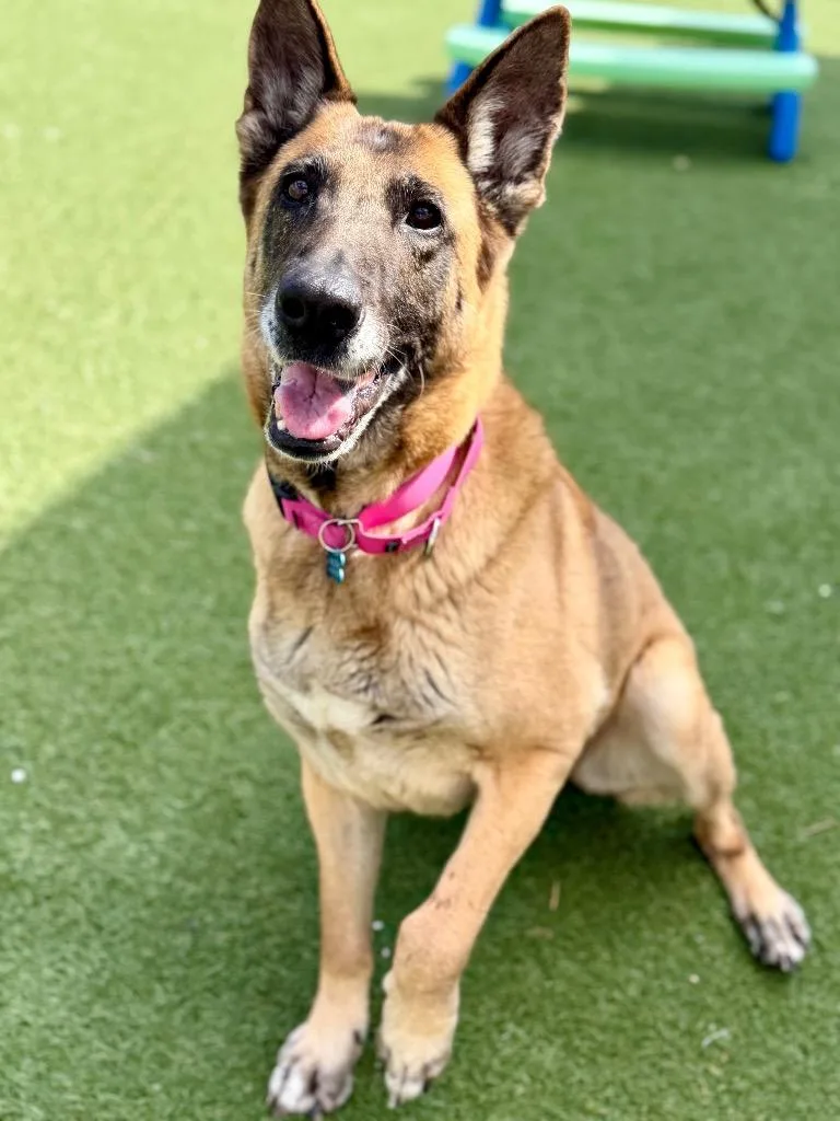 Dixie Mill thumbnail 4