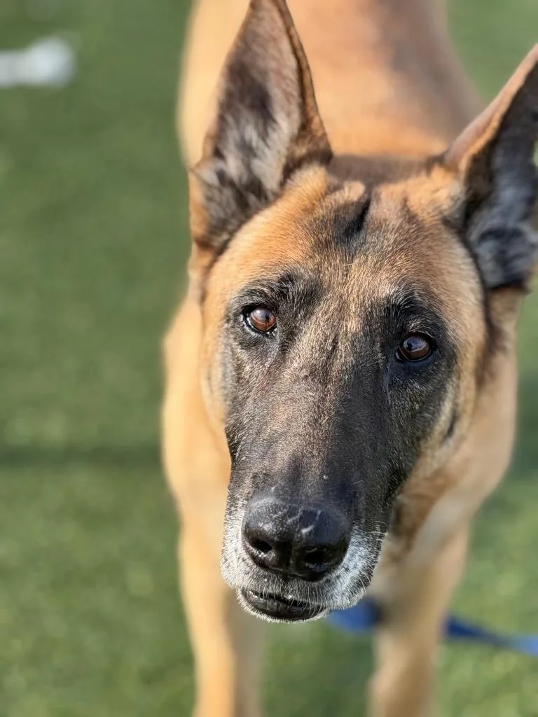 Dixie Mill thumbnail 5