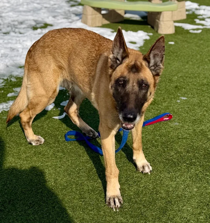 Dixie Mill thumbnail 6