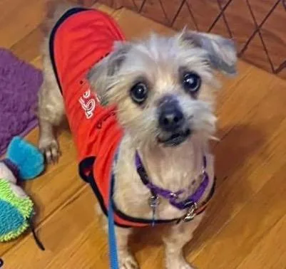 Buckwheat thumbnail 2