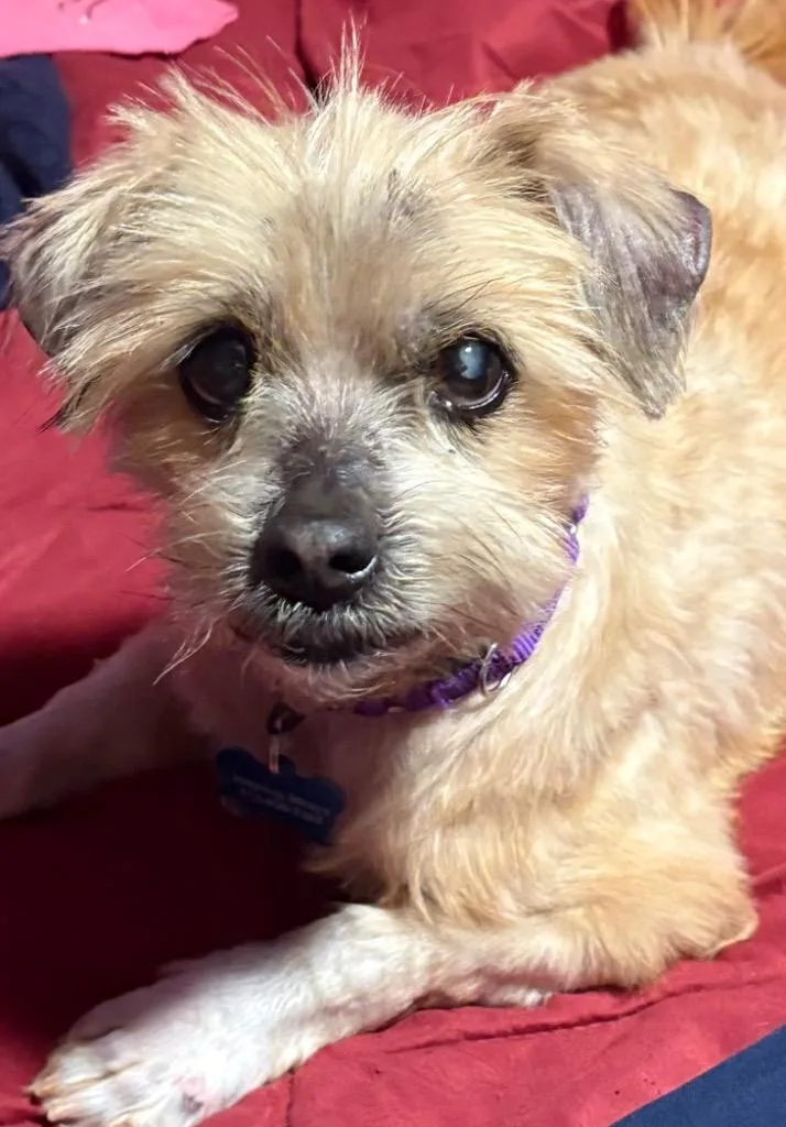 Buckwheat thumbnail 3