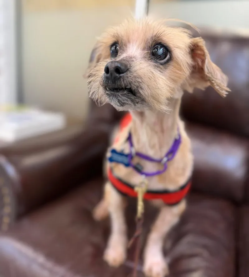 Buckwheat thumbnail 4