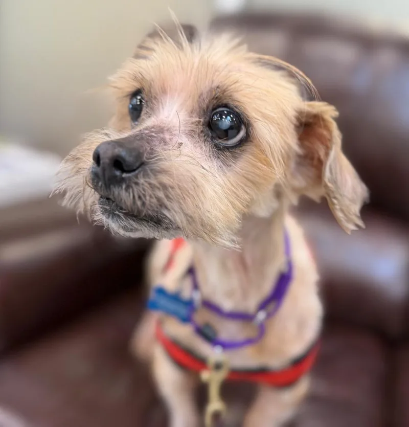 Buckwheat thumbnail 5