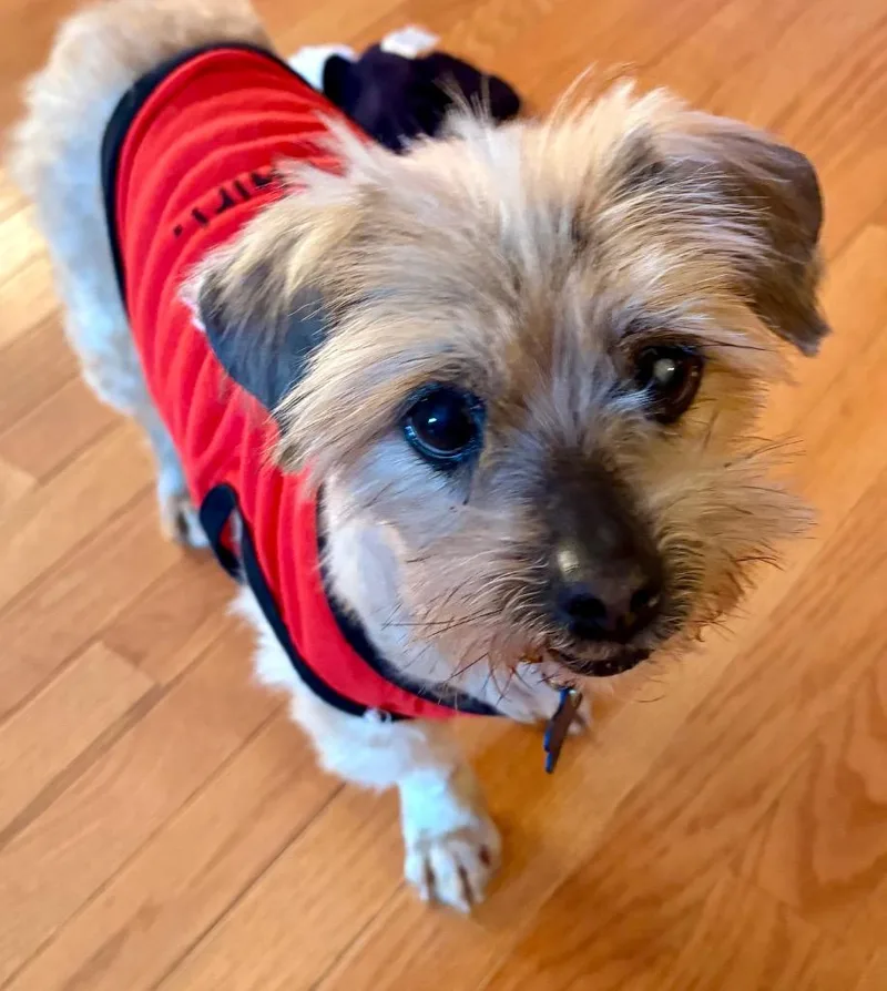 Buckwheat thumbnail 6