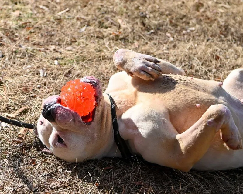 Da  Ivory thumbnail 2