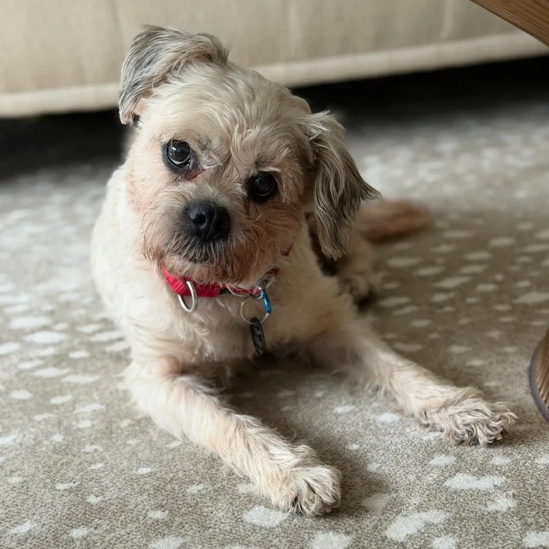 Colleen Allen thumbnail 3