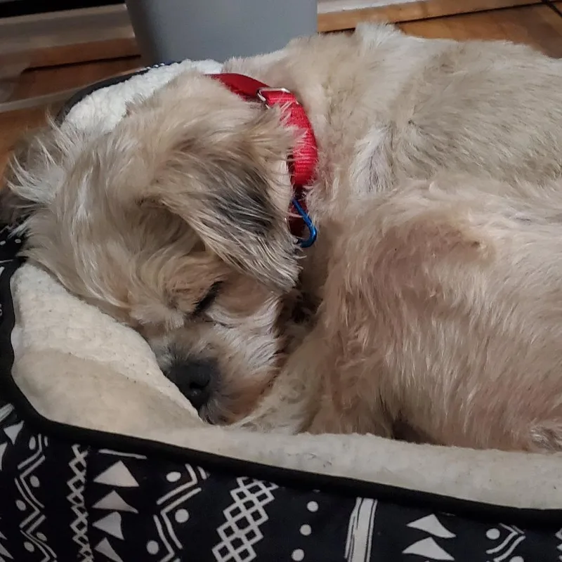 Colleen Allen thumbnail 5