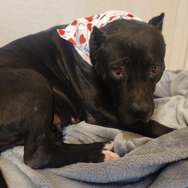 Merry Berry thumbnail 2