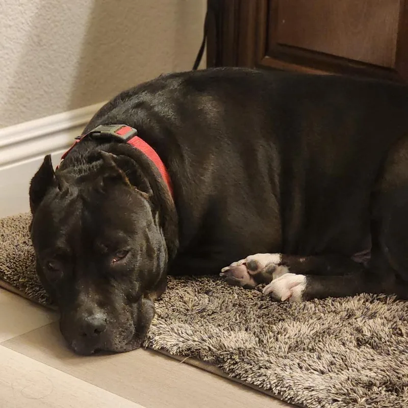 Merry Berry thumbnail 3