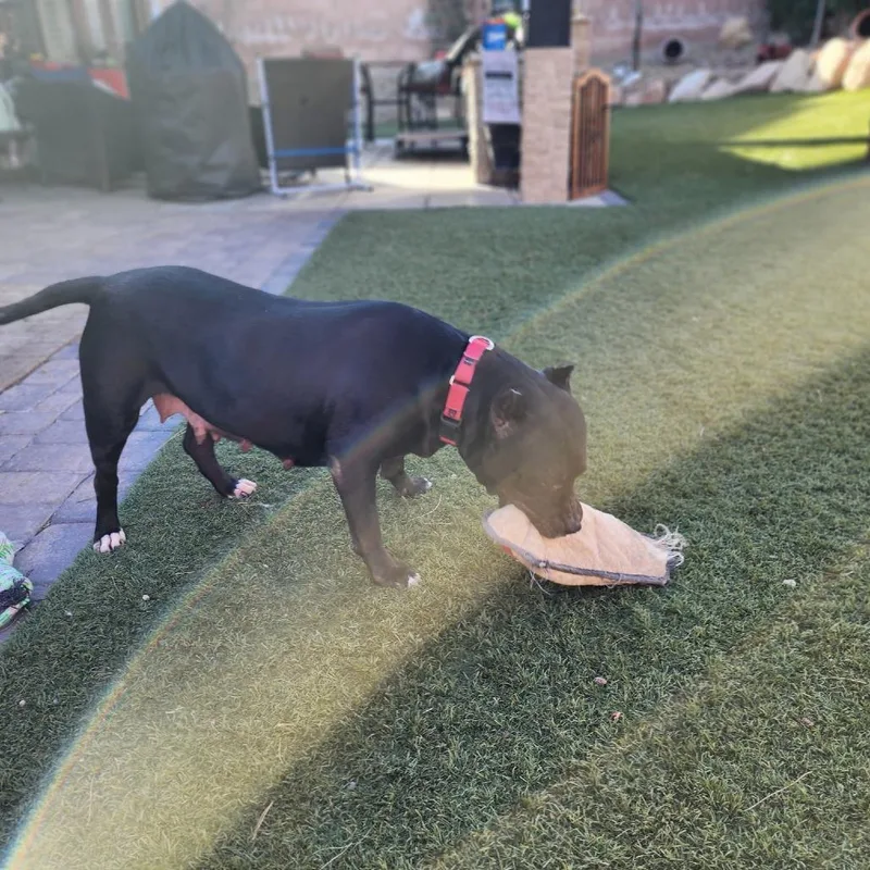 Merry Berry thumbnail 5