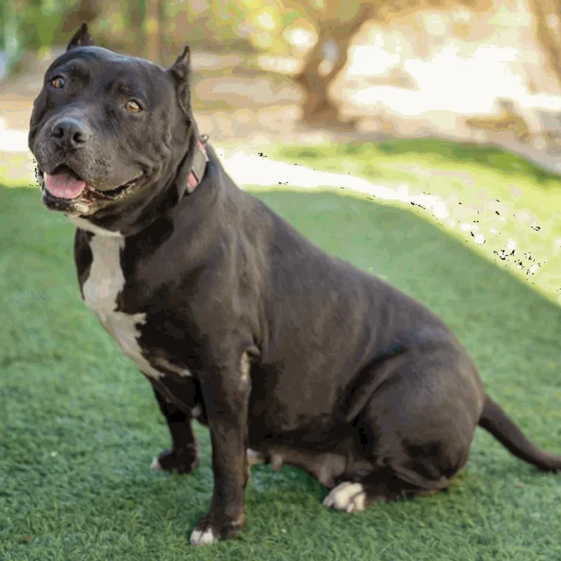 Merry Berry thumbnail 6