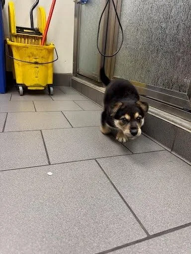 Russell The Wilderness Explorer